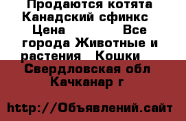 Продаются котята Канадский сфинкс › Цена ­ 15 000 - Все города Животные и растения » Кошки   . Свердловская обл.,Качканар г.